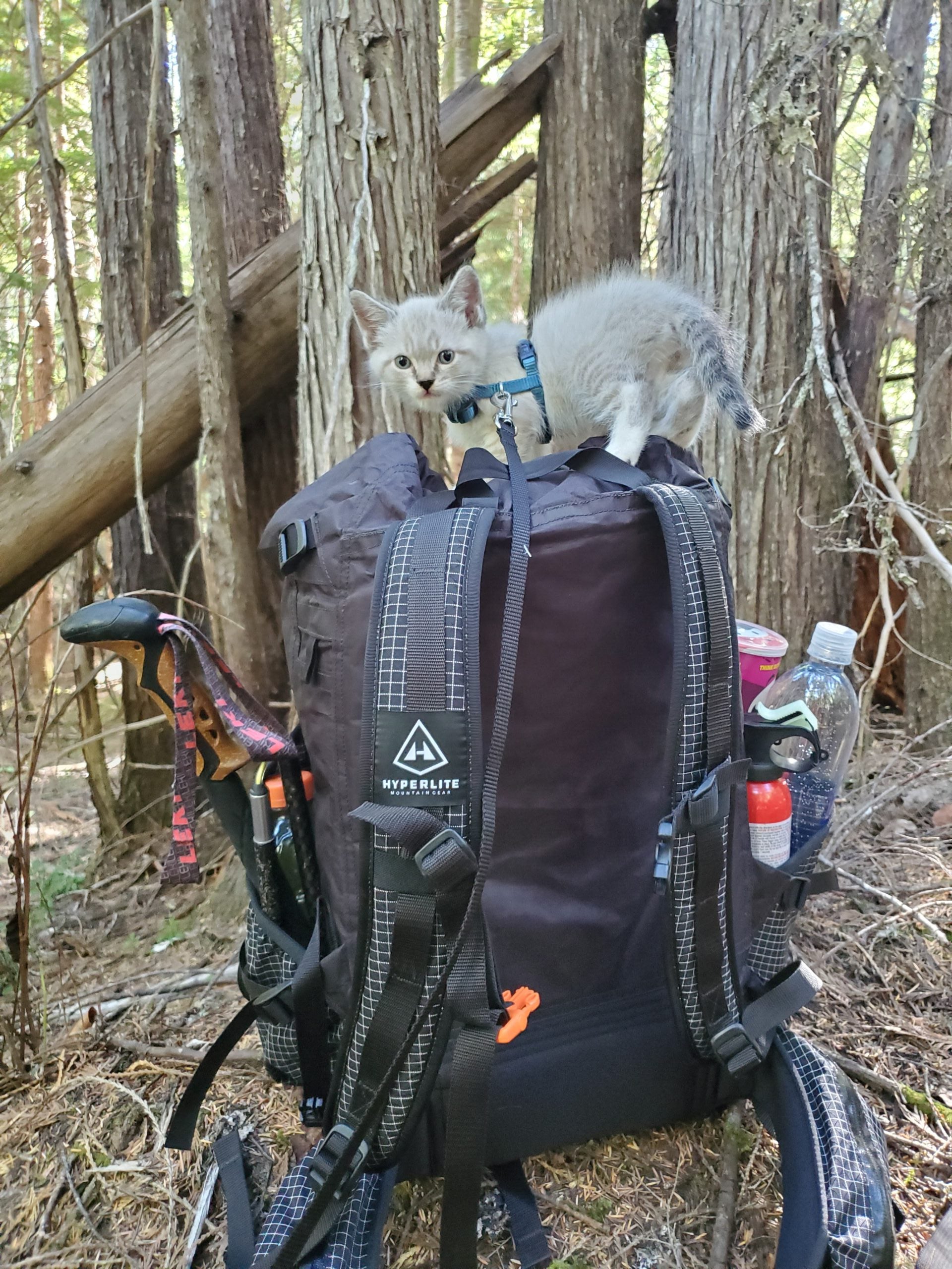 The Hyperlite Southwest 40 withstood the kitten claw test.