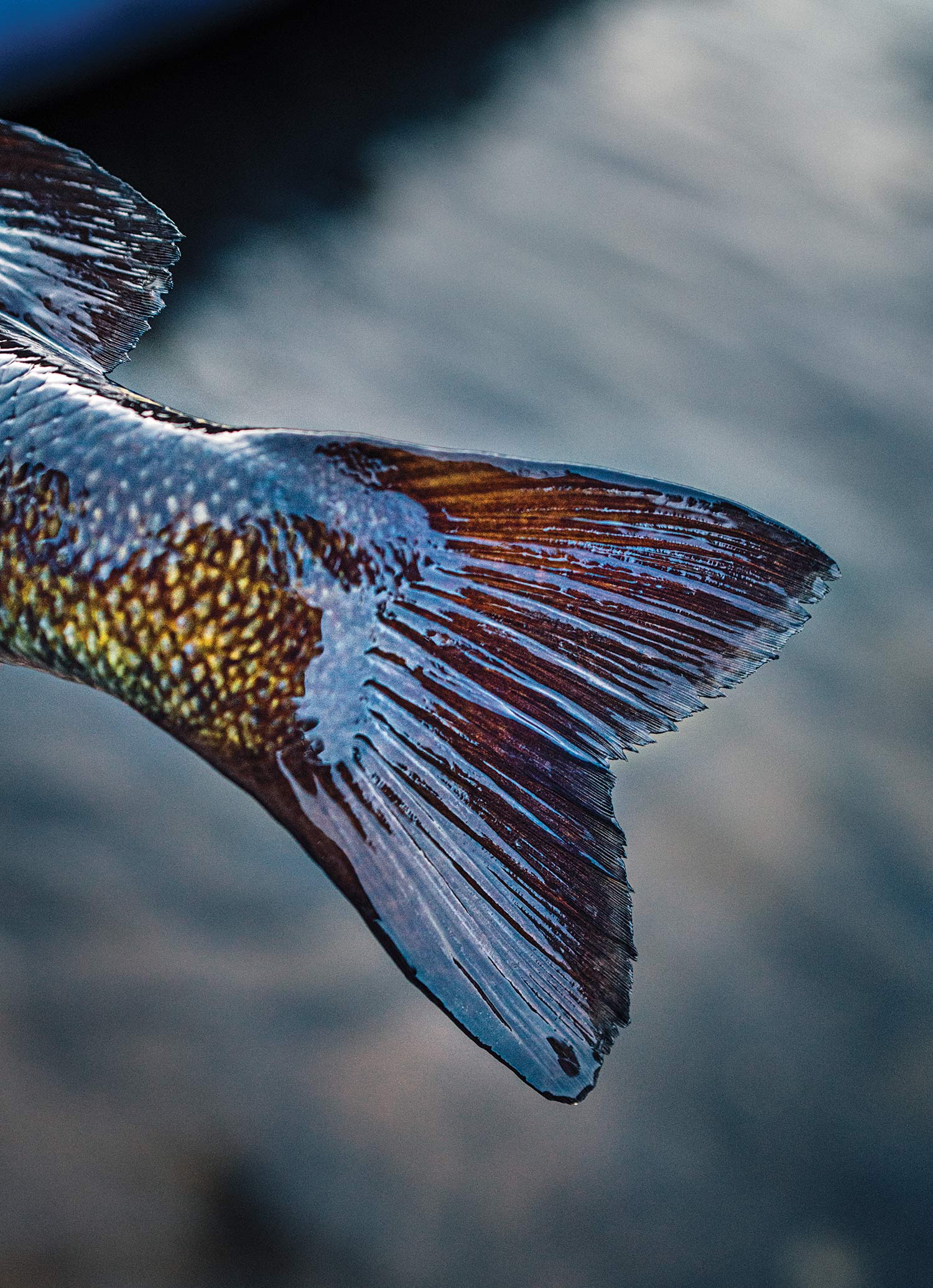 closeup of smallmouth bass tail