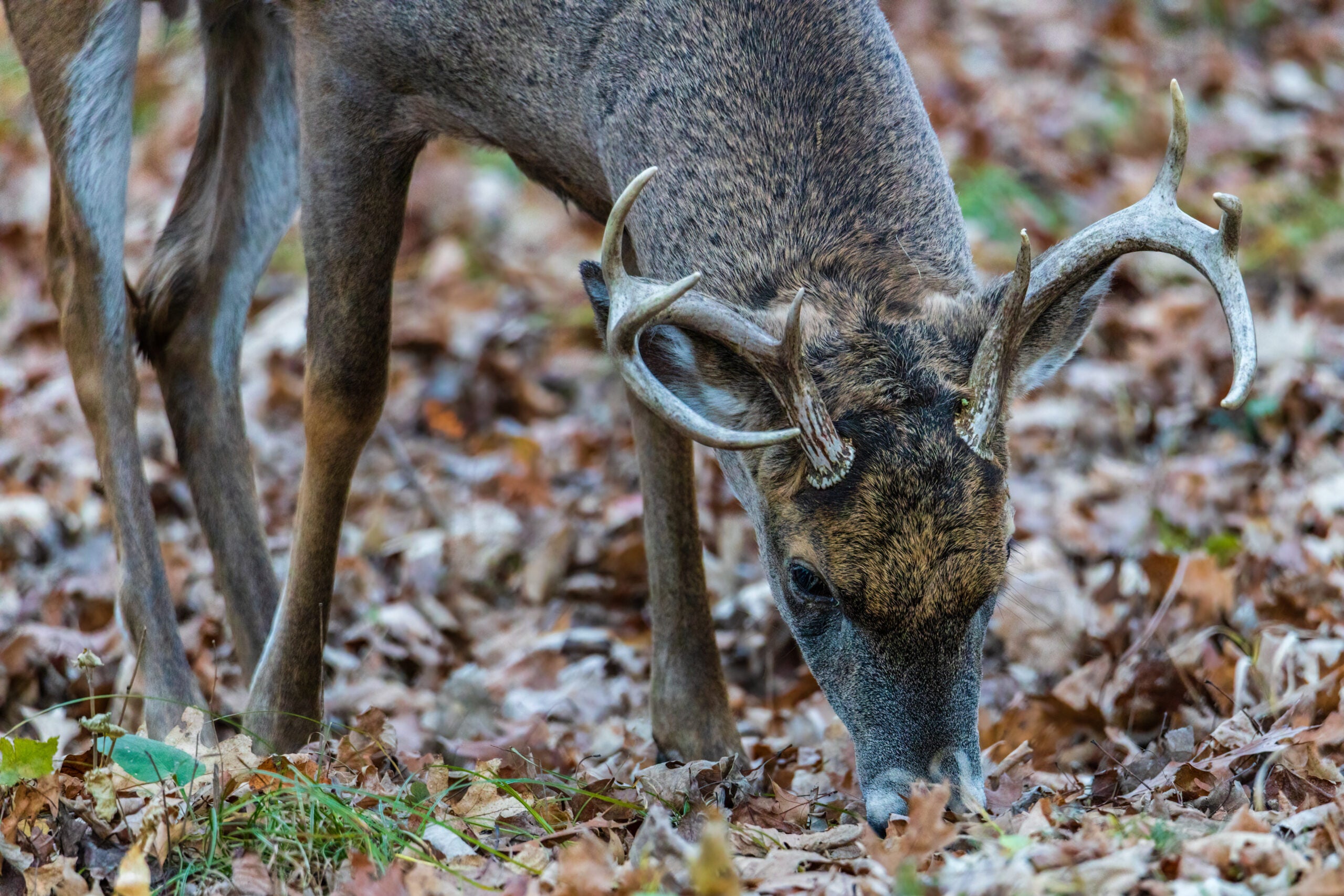 a deer eating acorns 