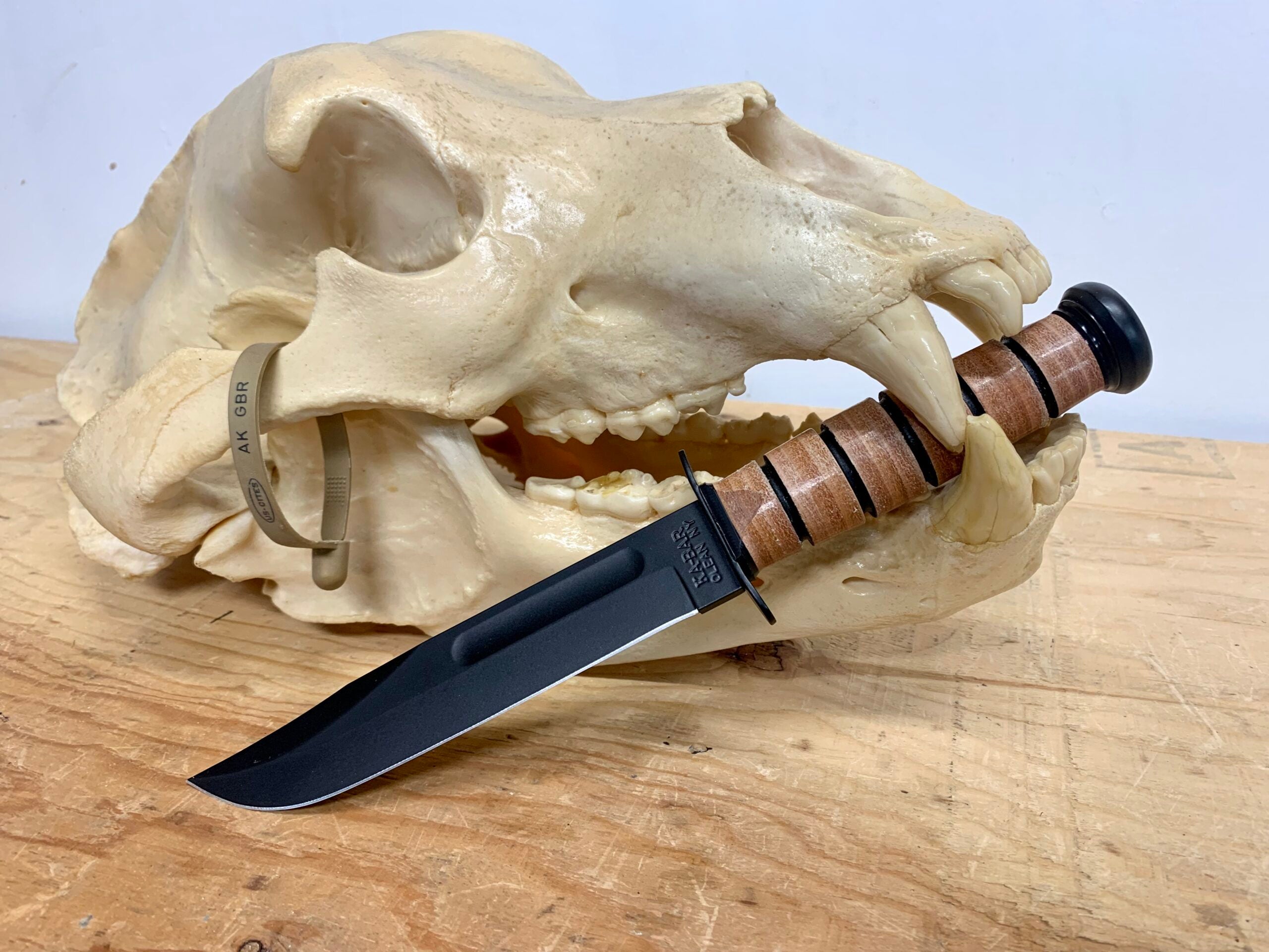 Ka-Bar with Alaskan brown bear skull
