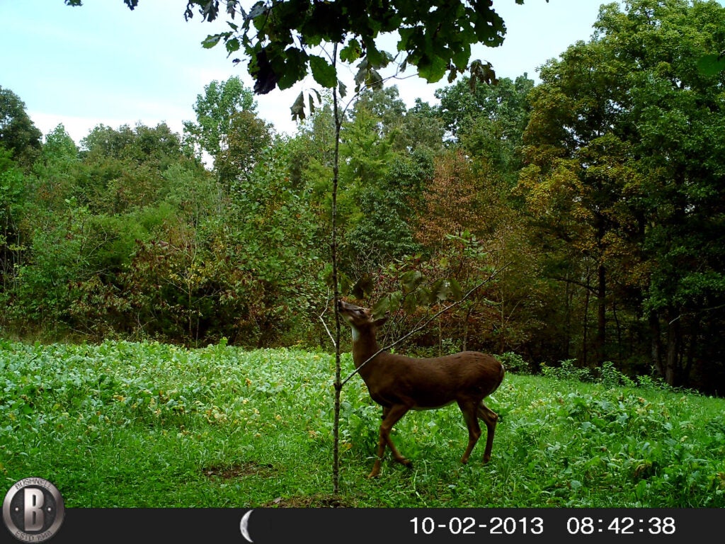 a whitetail doe visiting scrape
