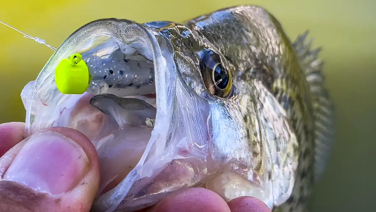 crappie on z-man shad fryz micro finesse