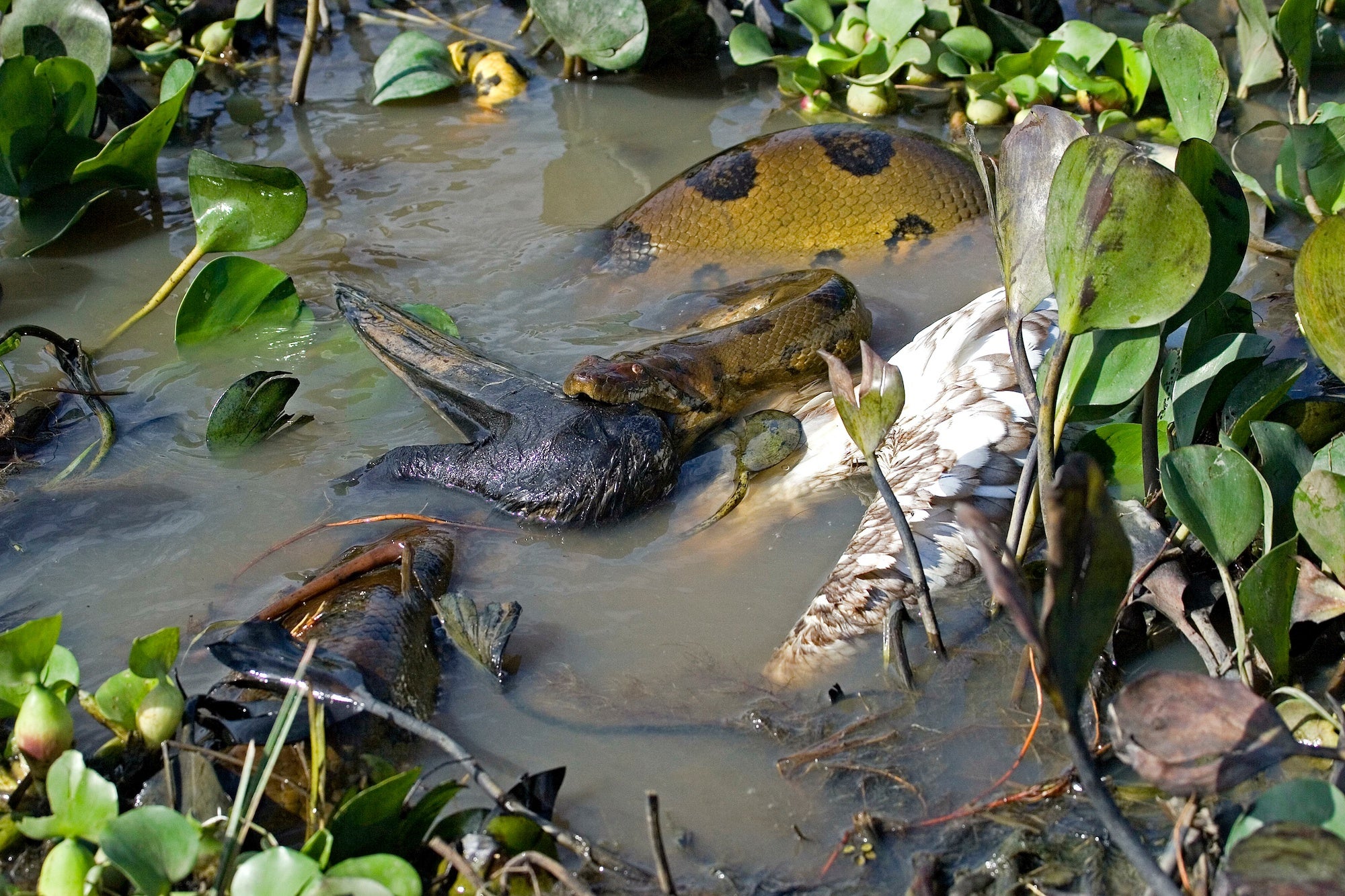A green anaconda swallows a freshly killed wood stork in Venezuela.