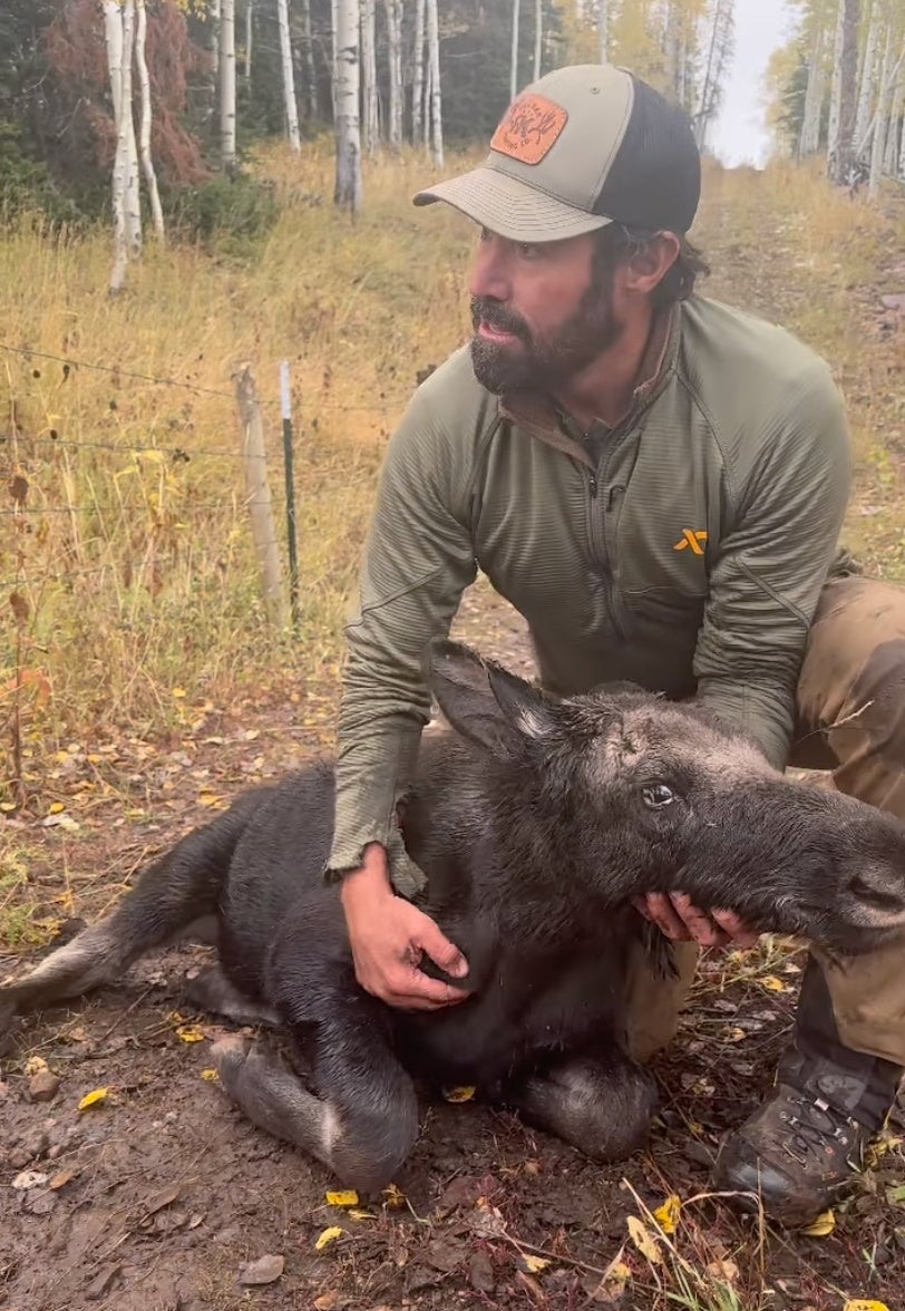 Dave Beronio massaging moose calf