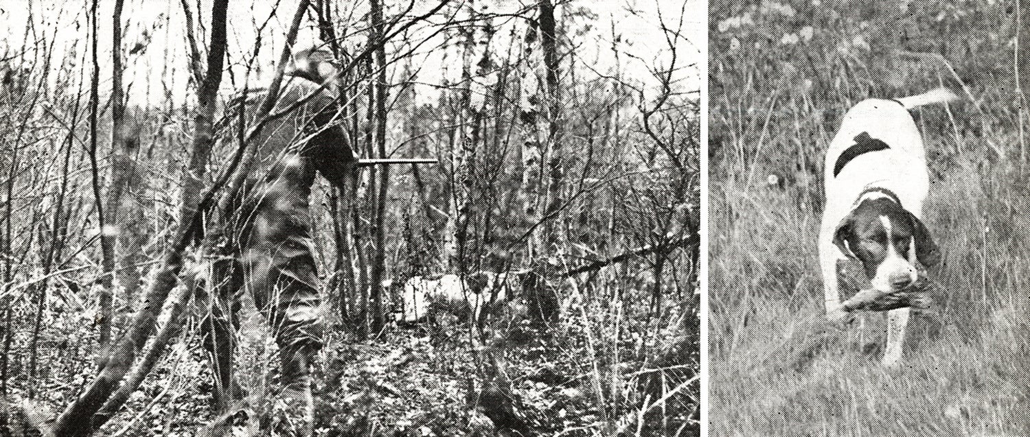 hunter walks through woods towards dog on point; pointer carries bird in mouth