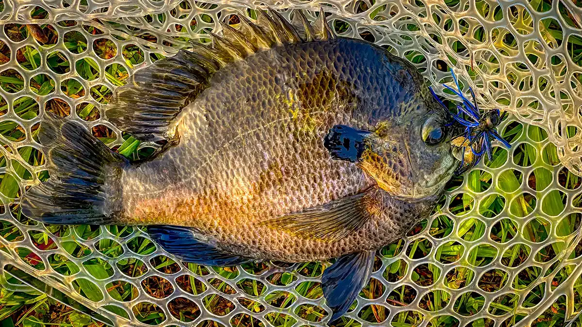 Catches big fish of all species