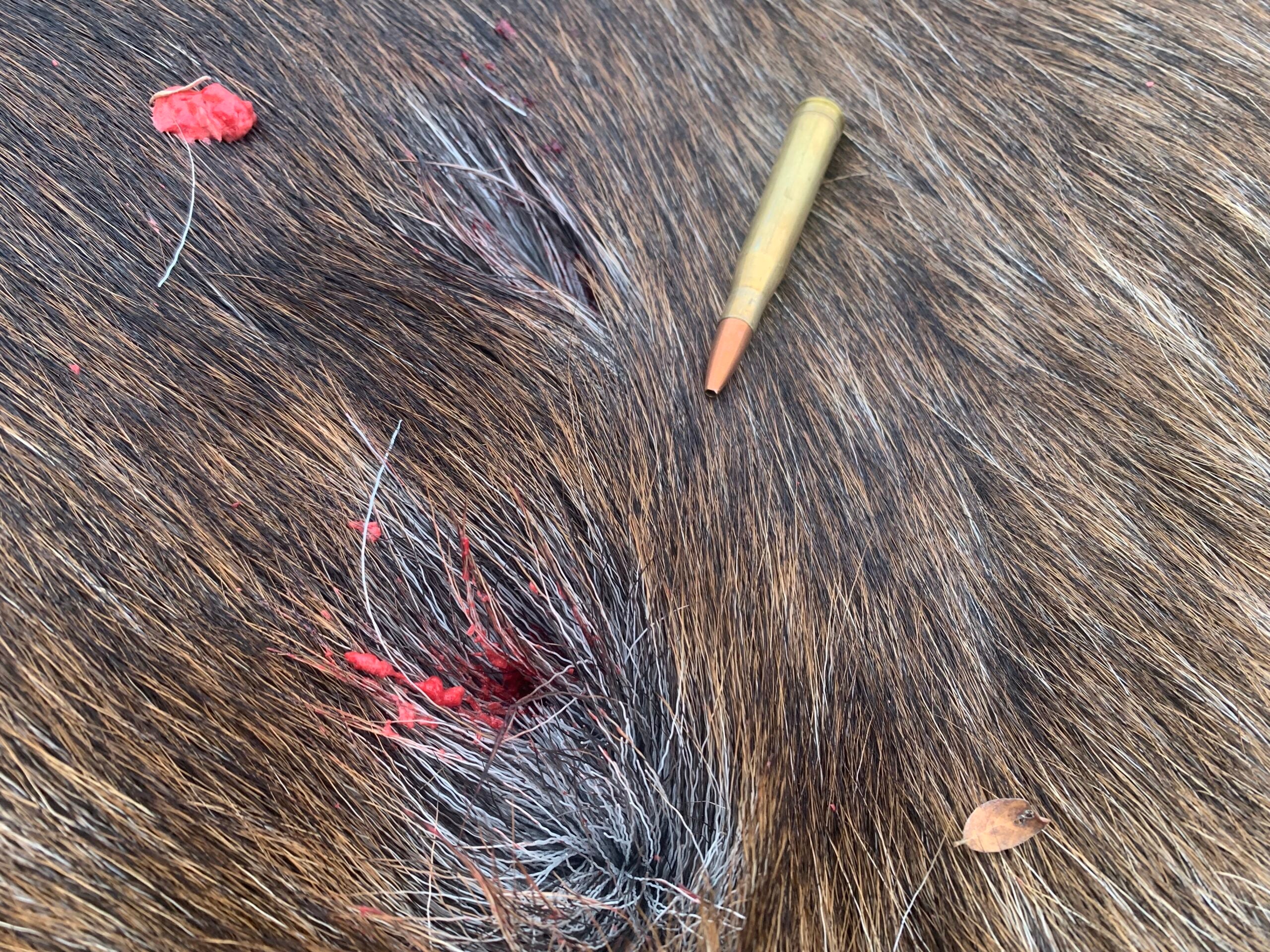 moose with lehigh defense controlled chaos