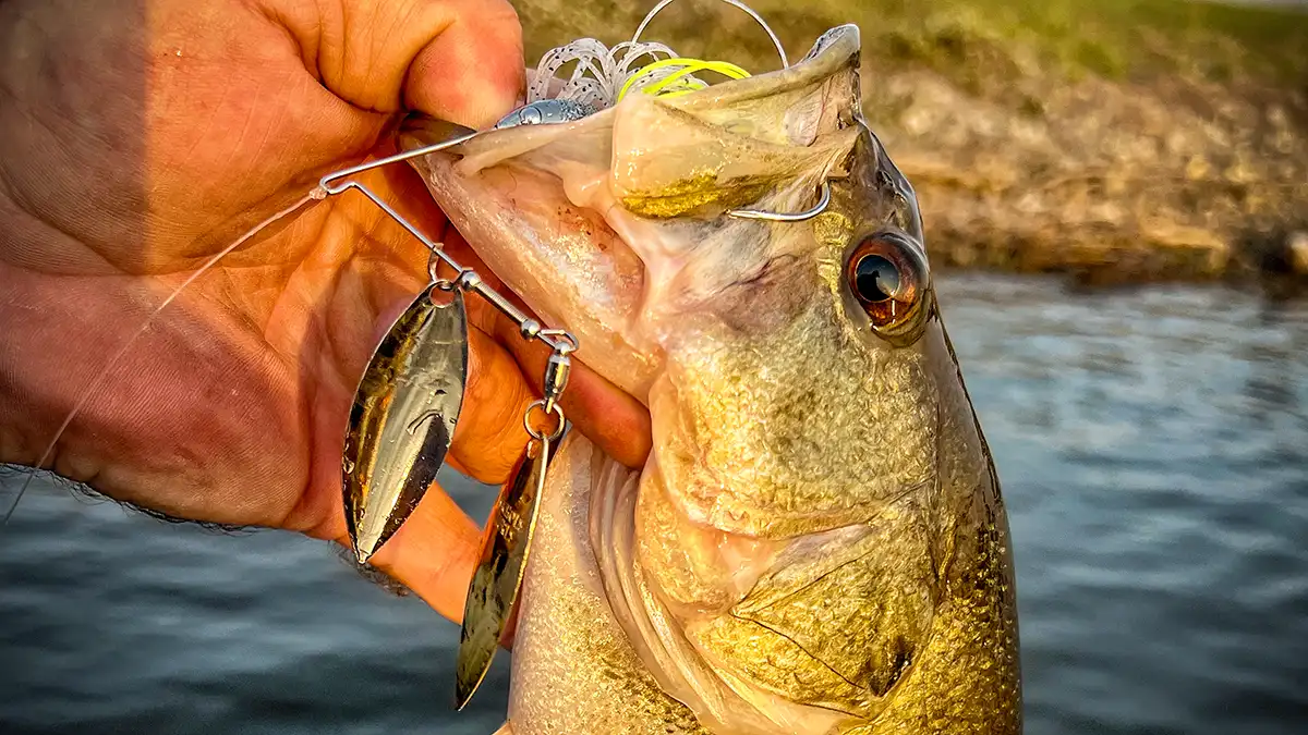 nichols lures catalyst spinnerbait bass