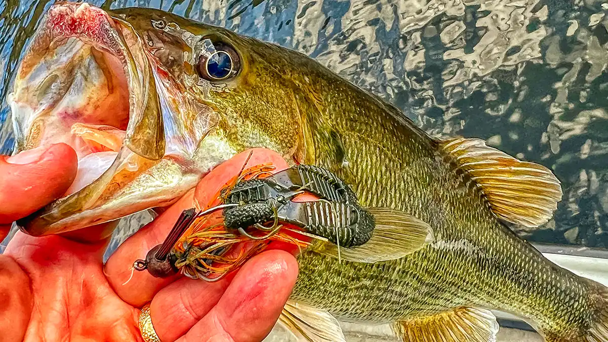 raid japan egu chunk and nice bass