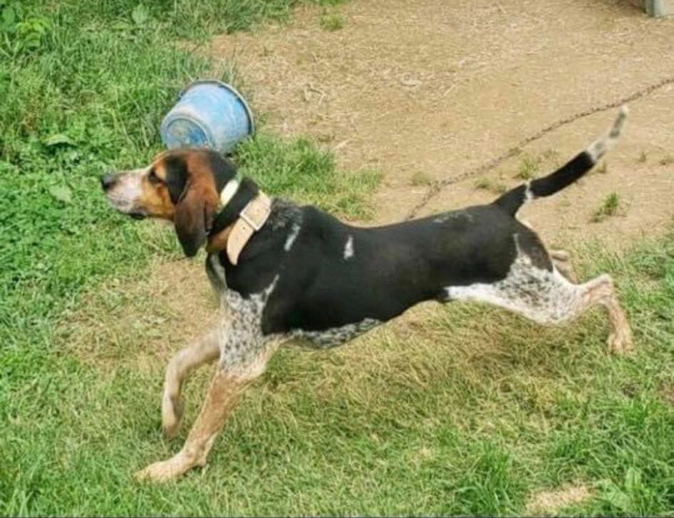 ringo the bluetick coonhound
