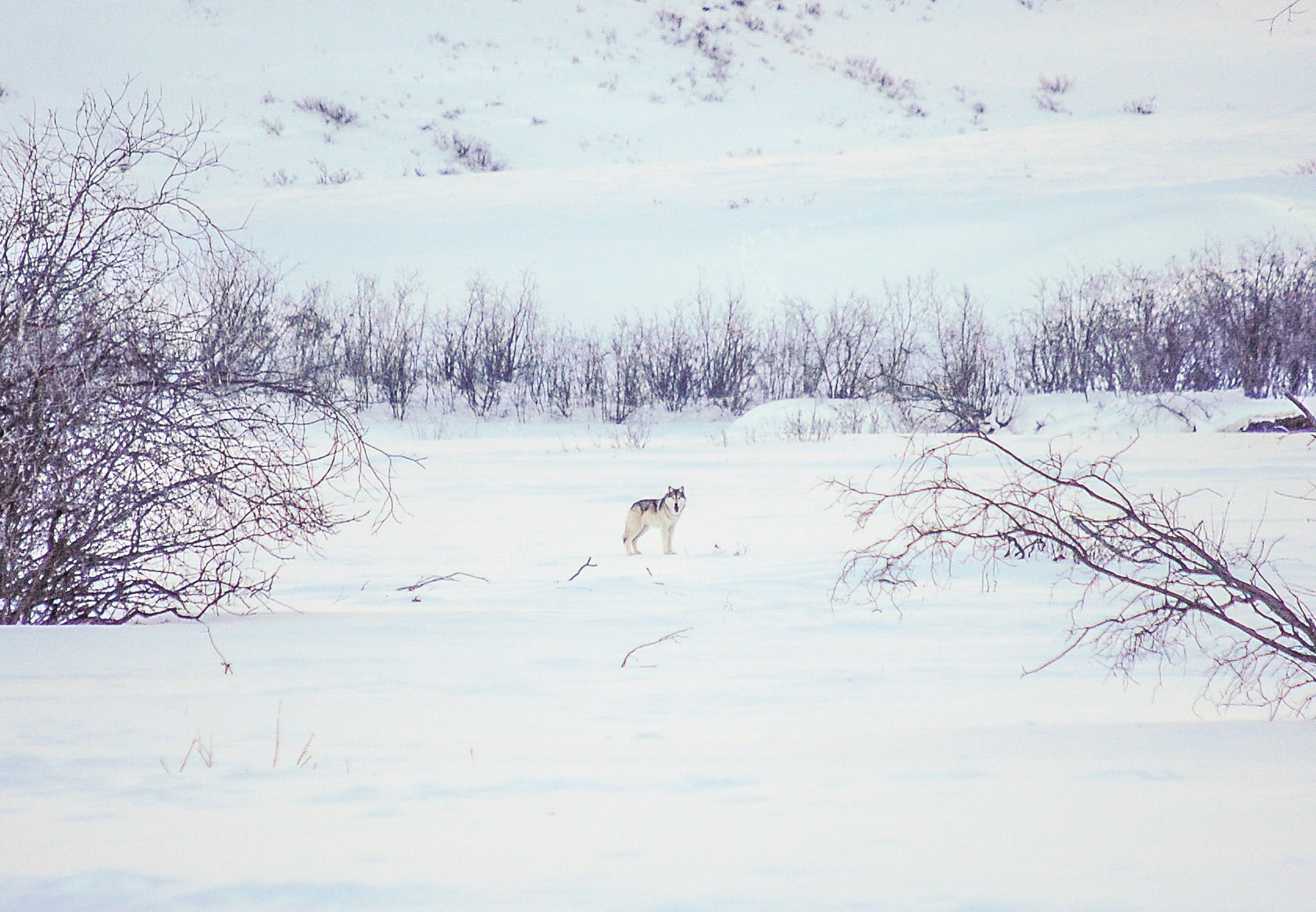 a photo of a wolf standing in the snow