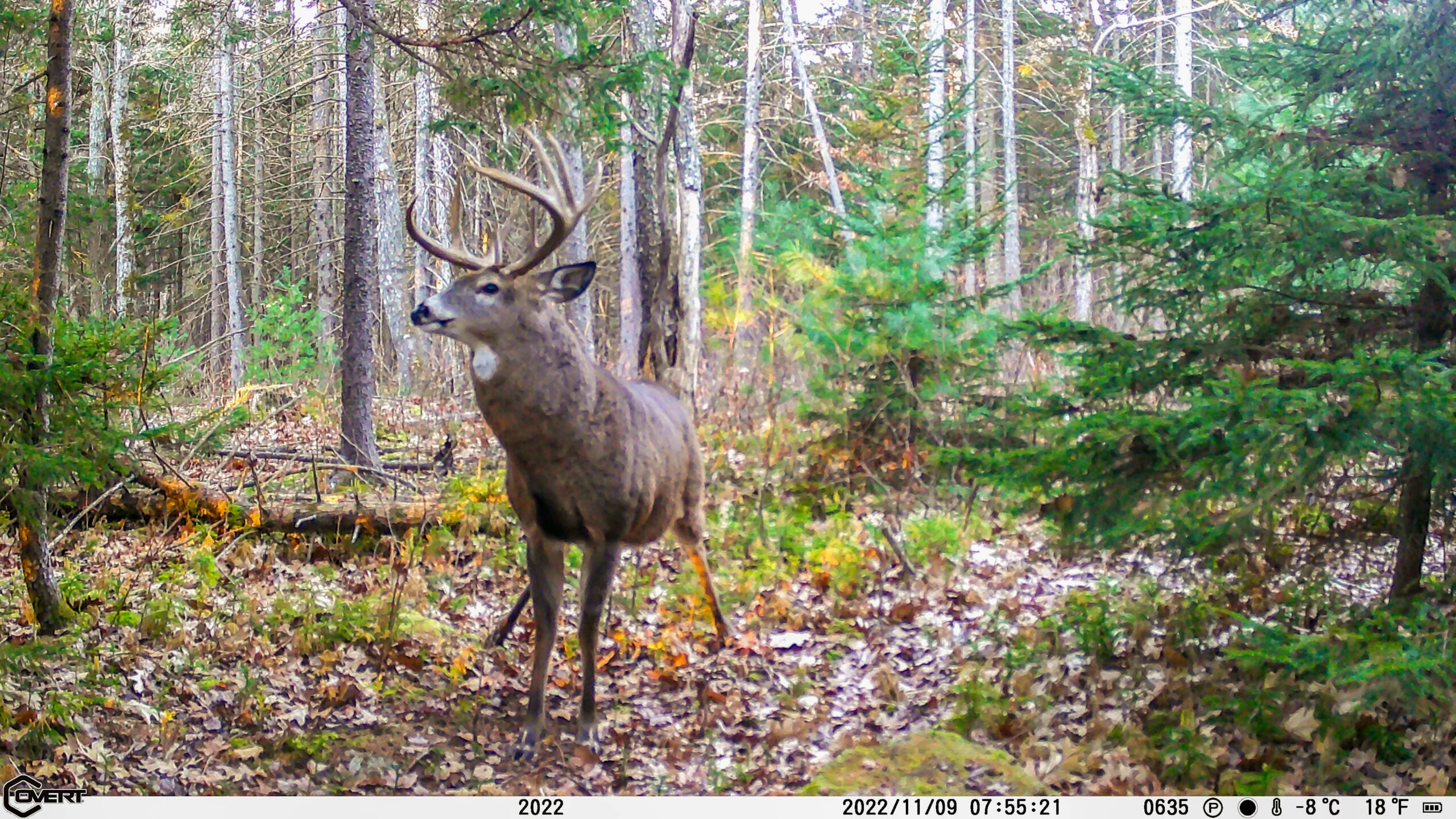 The Best Deer Attractants of 2023 Afield Daily