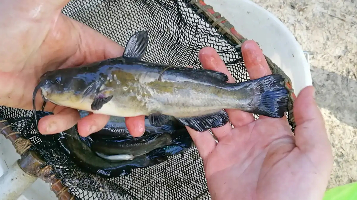black bullhead catfish