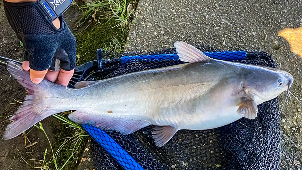 blue catfish