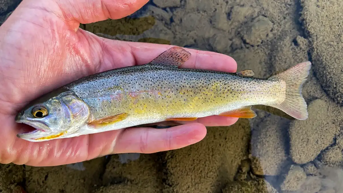 Types of Trout and How to Identify Them Afield Daily