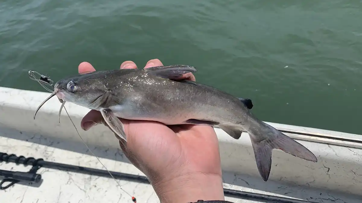 hardhead catfish