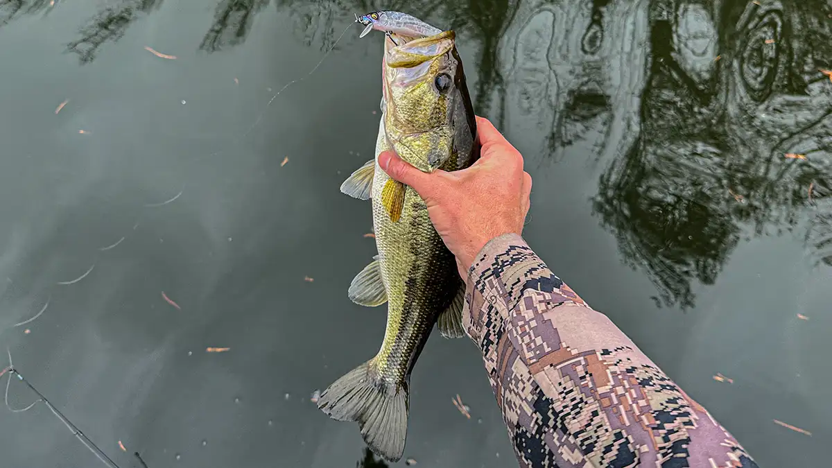 Jerkbait Largemouth