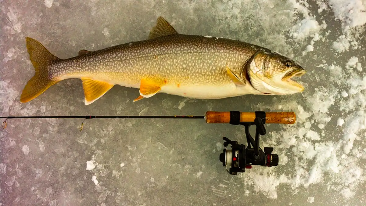 Lake trout
