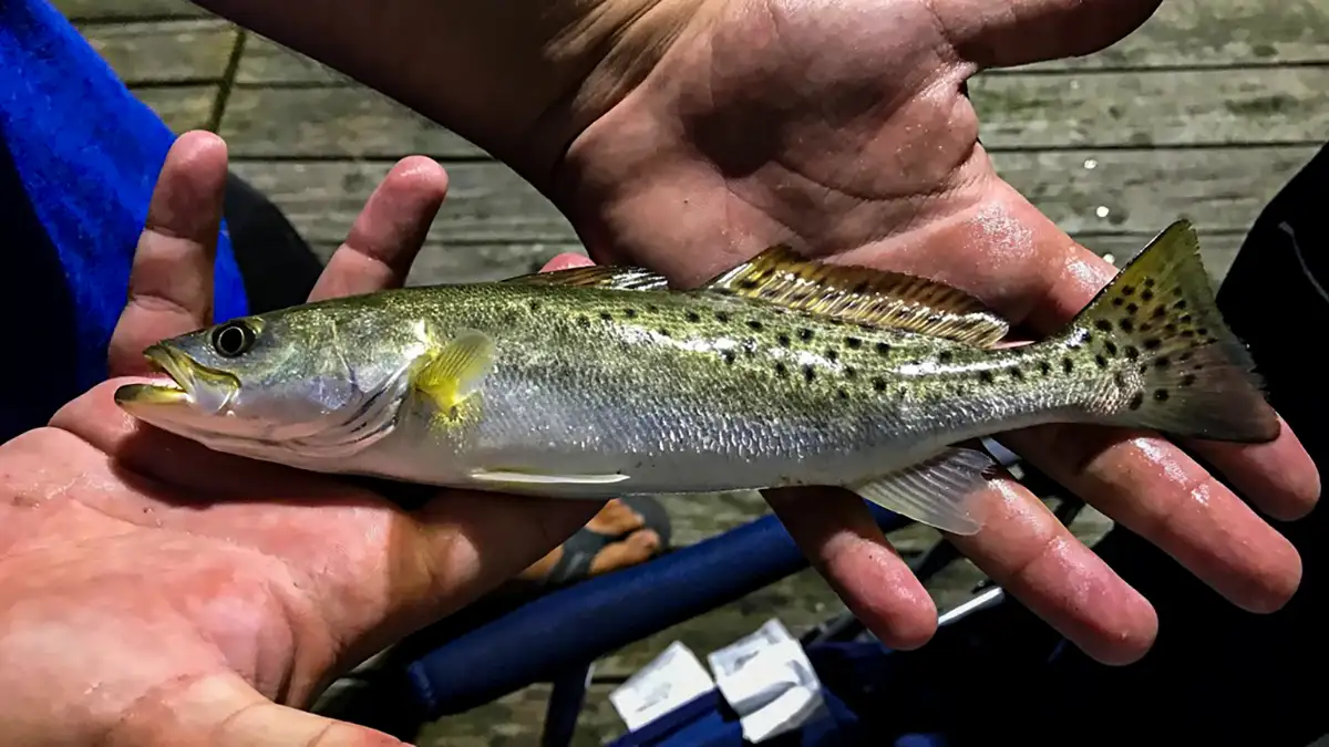 Types of Trout and How to Identify Them Afield Daily