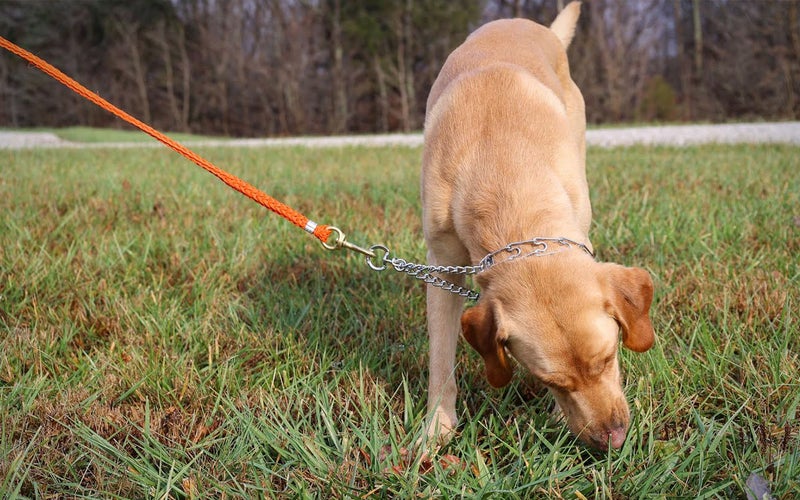 We tested the Springer Prong collar.