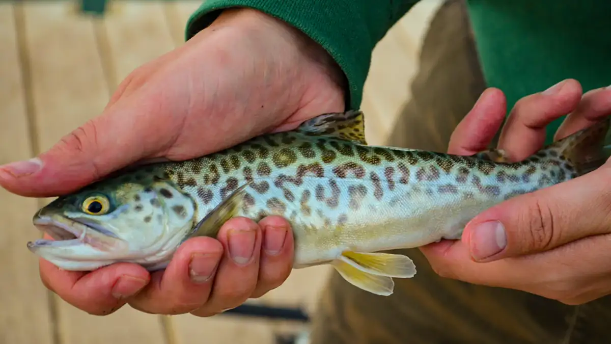 Types of Trout and How to Identify Them Afield Daily