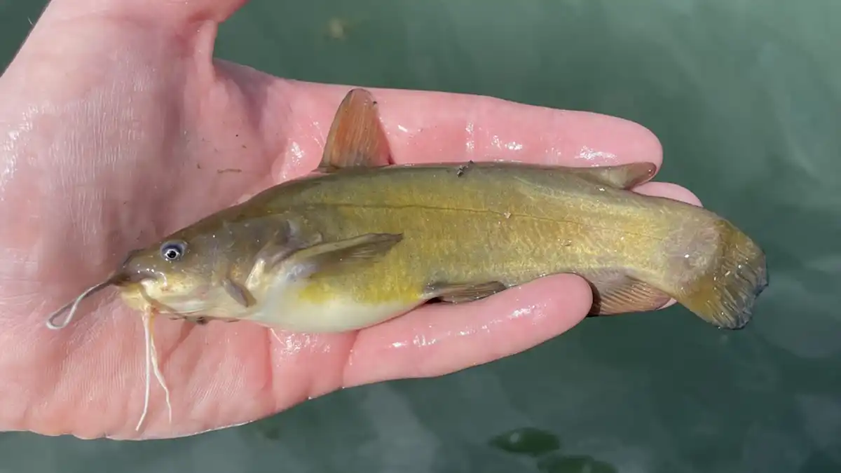 yellow bullhead