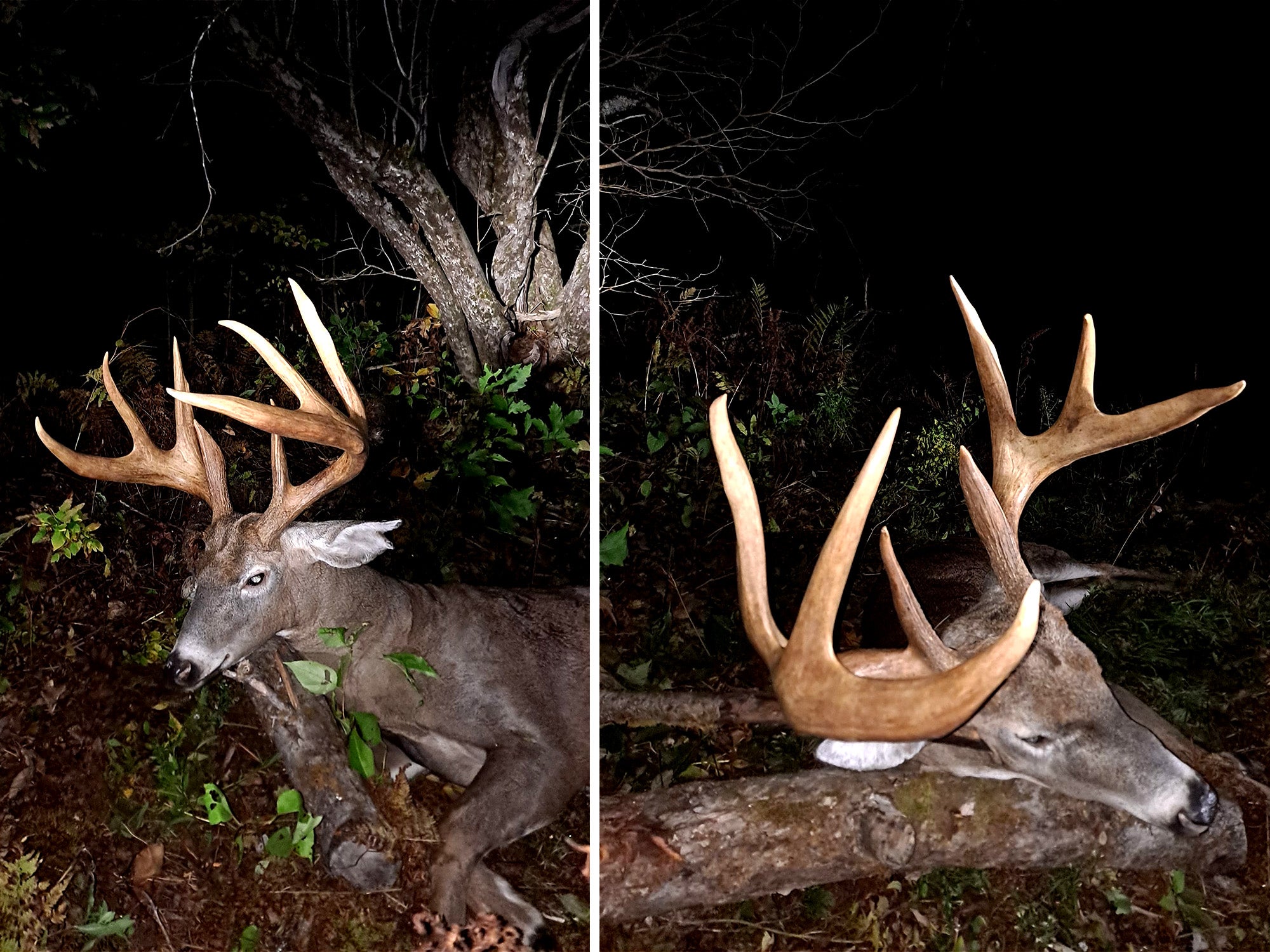 maine record 8 point