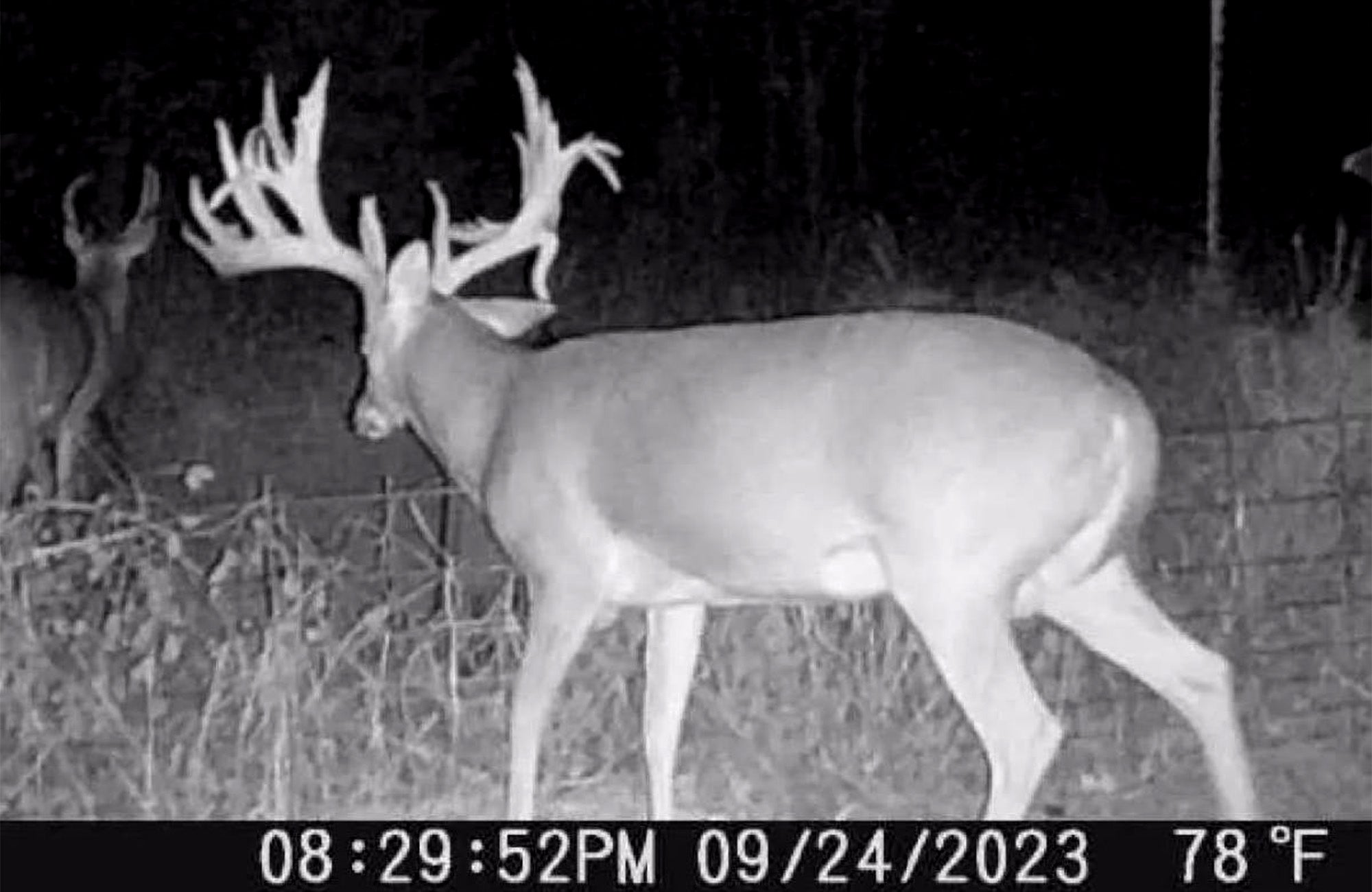 oklahoma bowhunter massive buck opening day