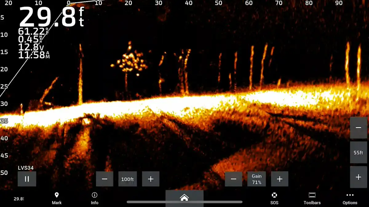 School of Spotted Bass