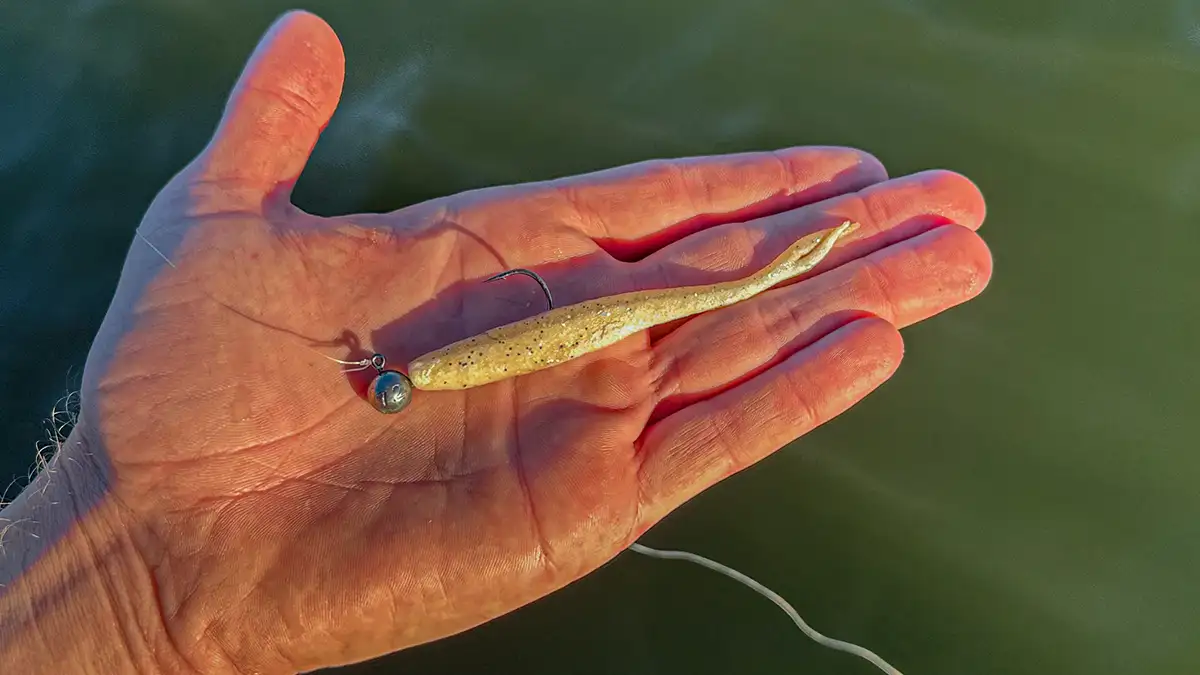 Flat Nose Minnow
