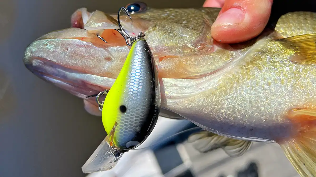 black label wreck bass