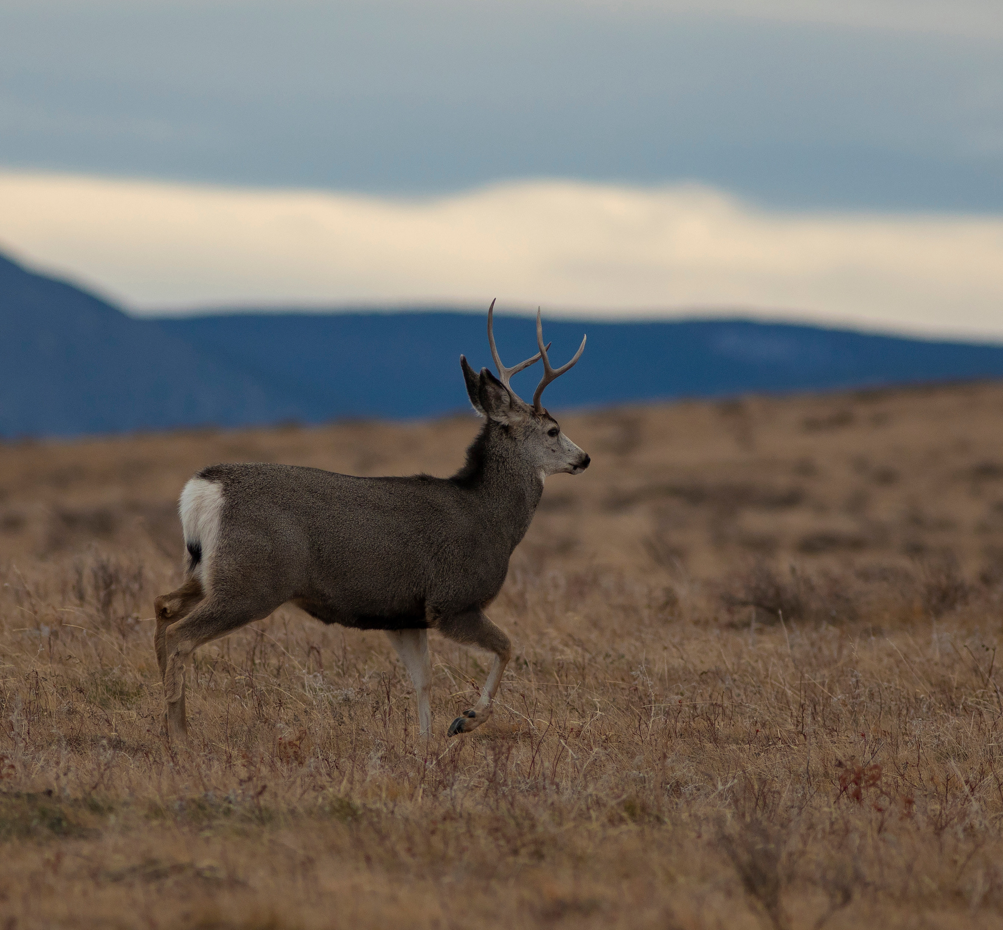 co woman gored mule deer buck