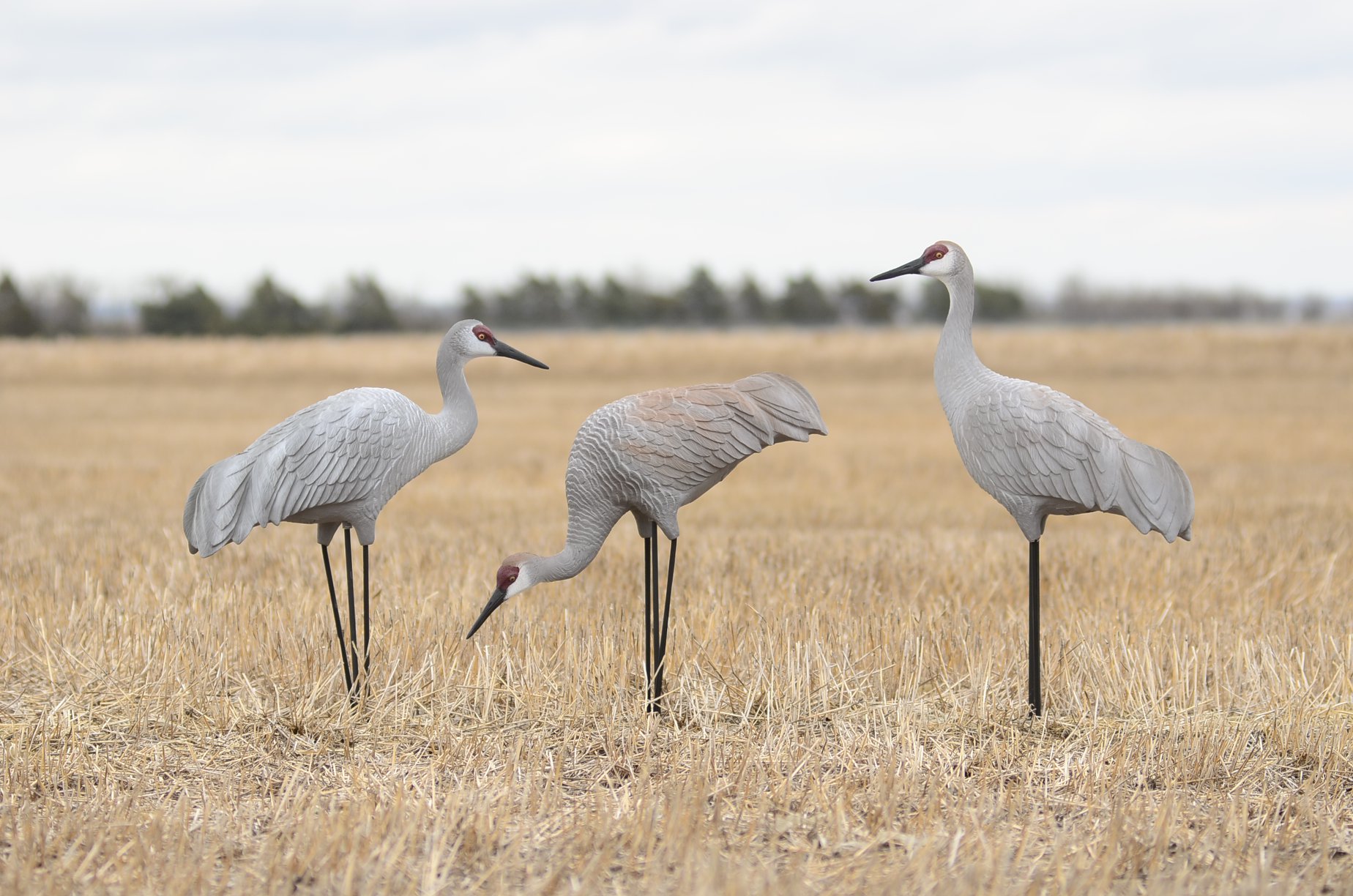 sandhill crane decoys
