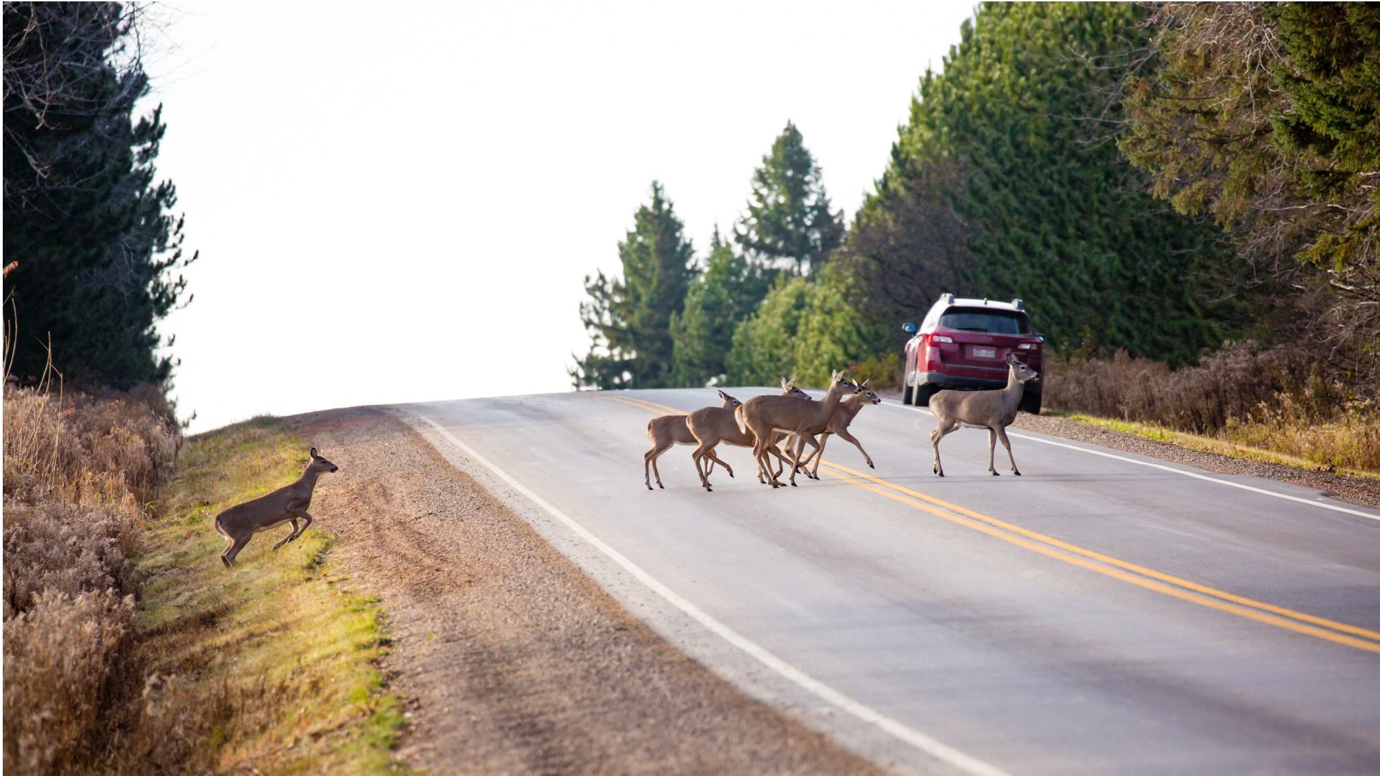 deer running through road