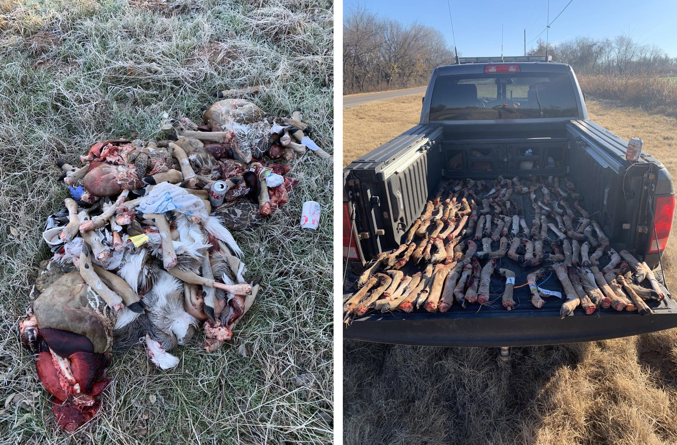 A pile of deer legs and offal by the side of the road next to a photo of a pickup truck bed full of neatly lined up deer legs.