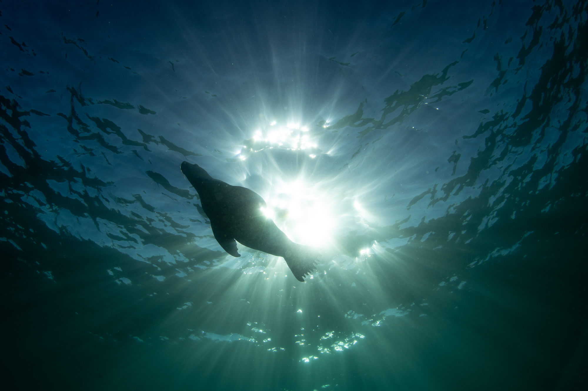 great white shark attacks 5