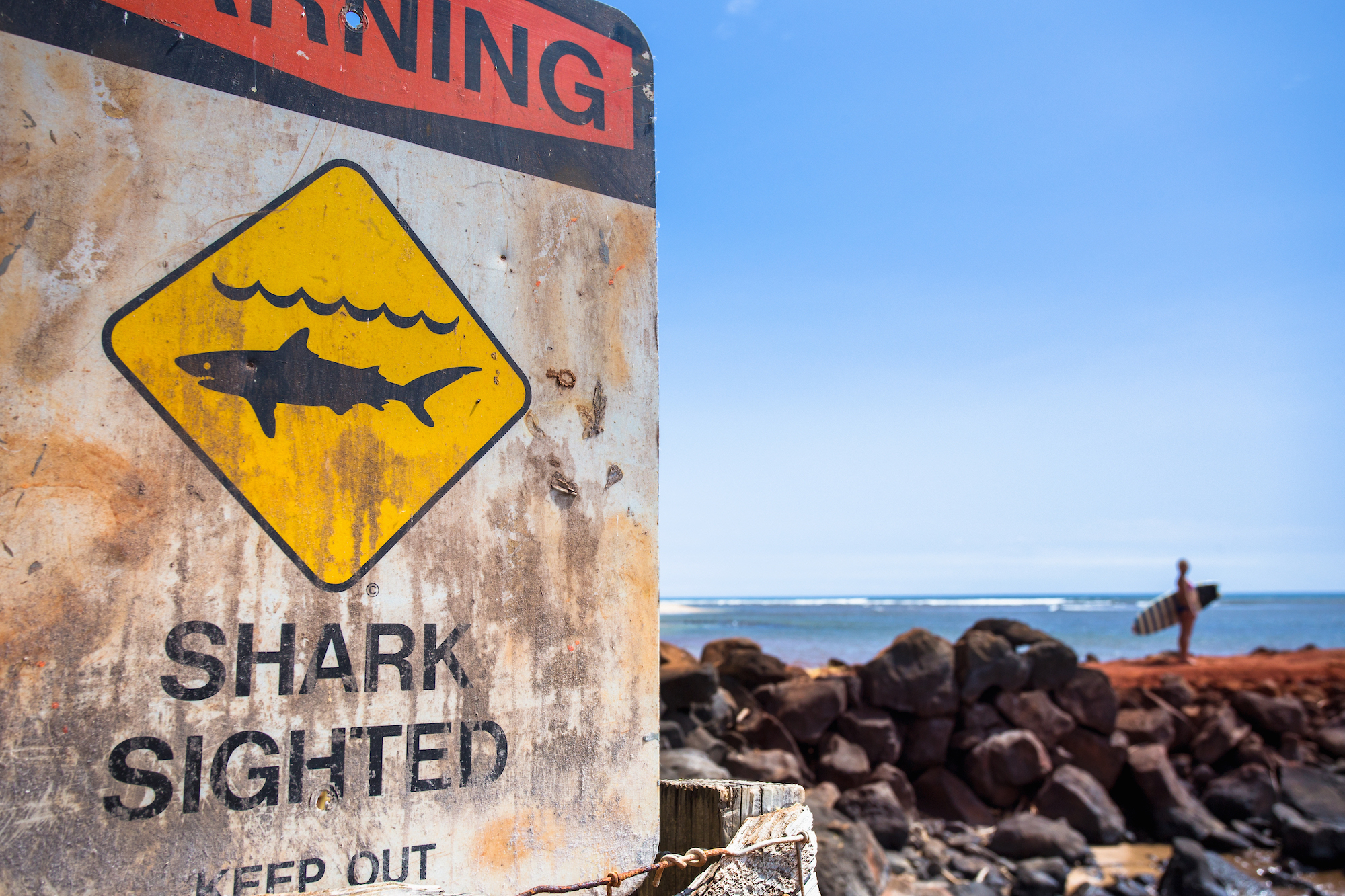 great white shark attacks 6