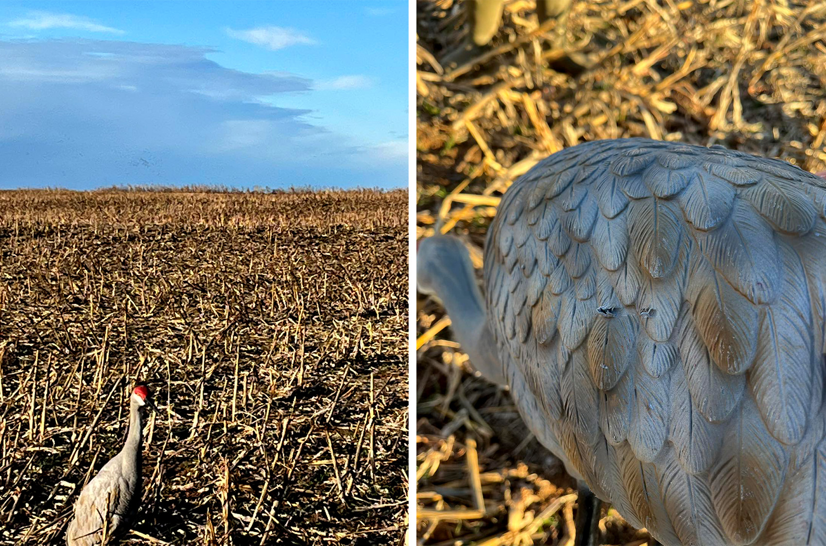 oklahoma man shoots crane decoys from roadway 2