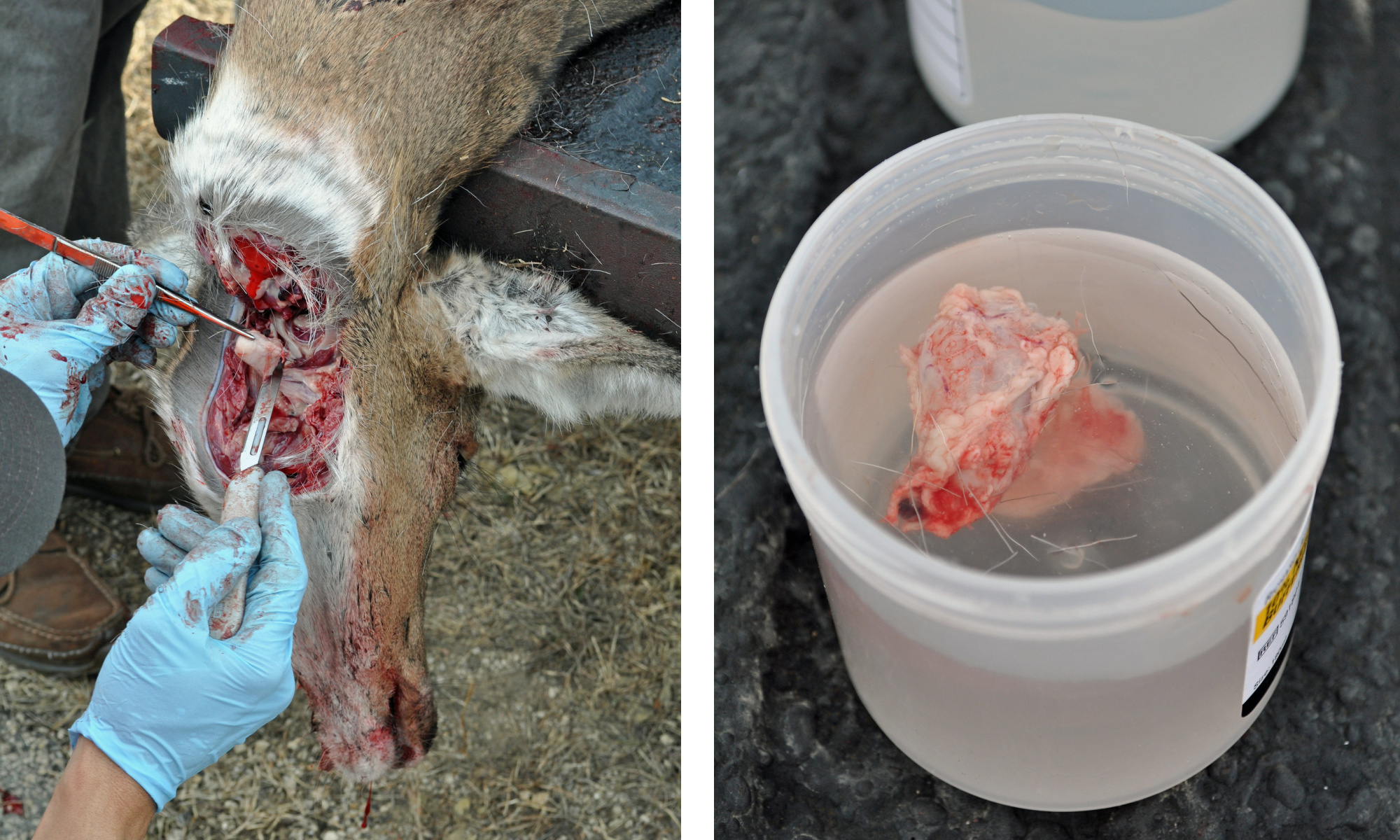 testing whitetail lymph nodes for chronic wasting disease