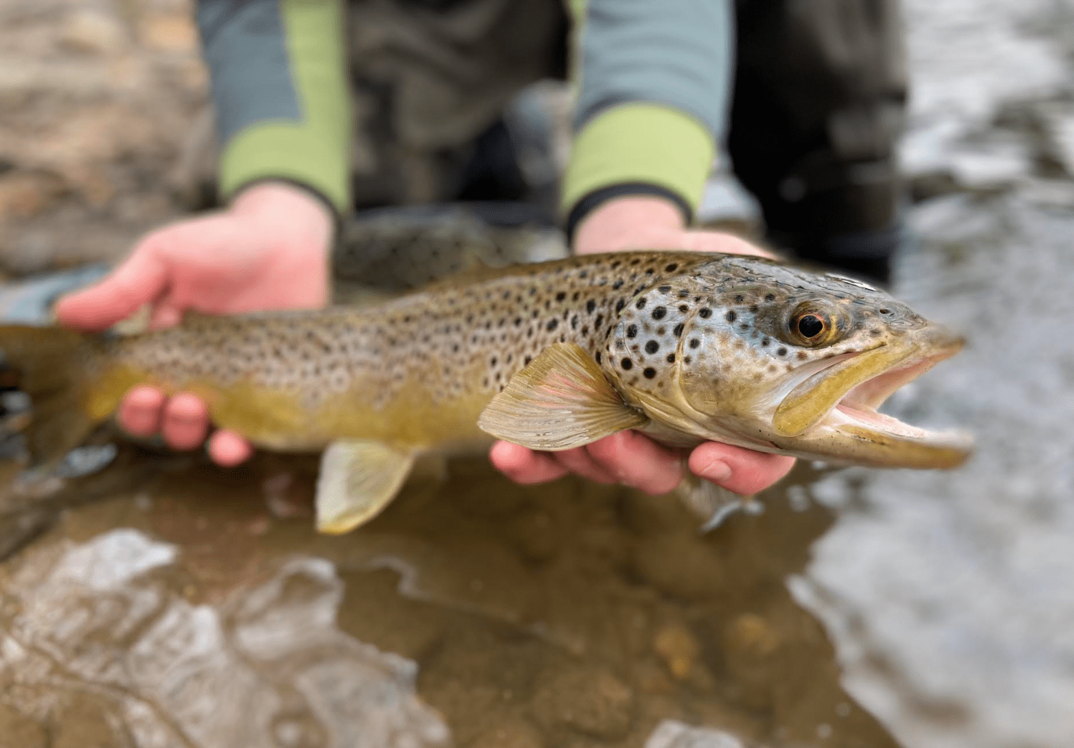 brown trout