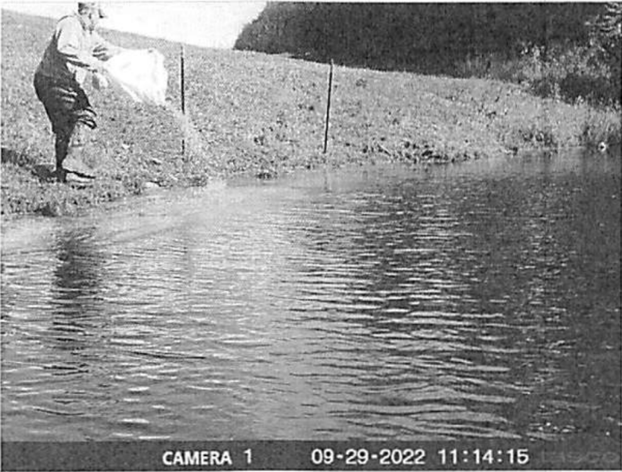 poacher putting corn in pond