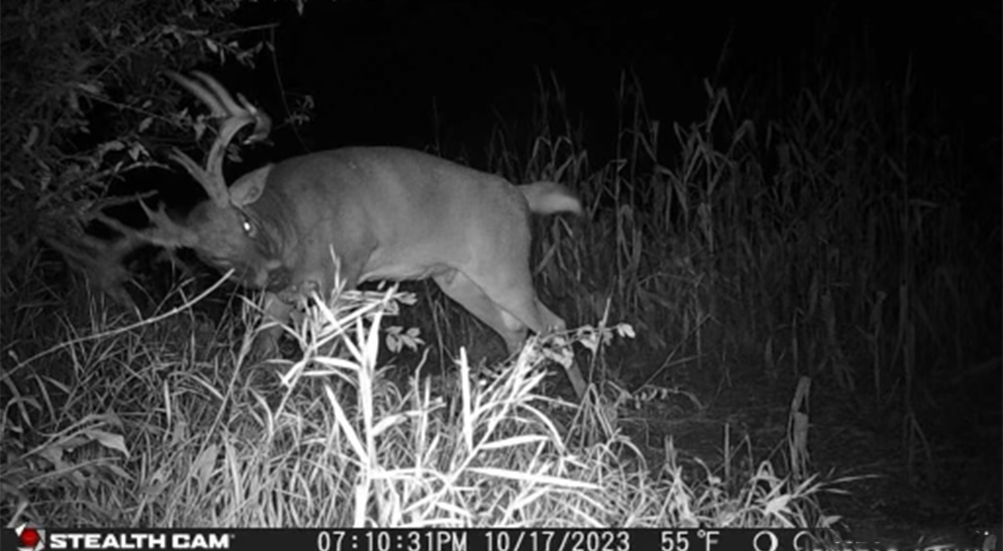 pankey bullwinkle buck 2