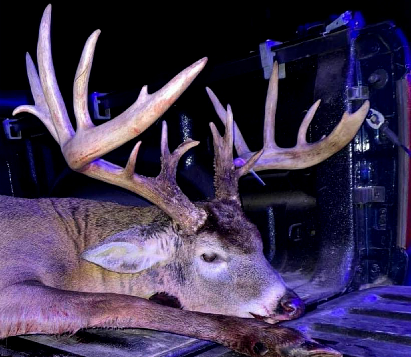 pankey bullwinkle buck 3