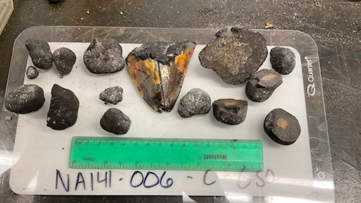 megalodon tooth with other rocks