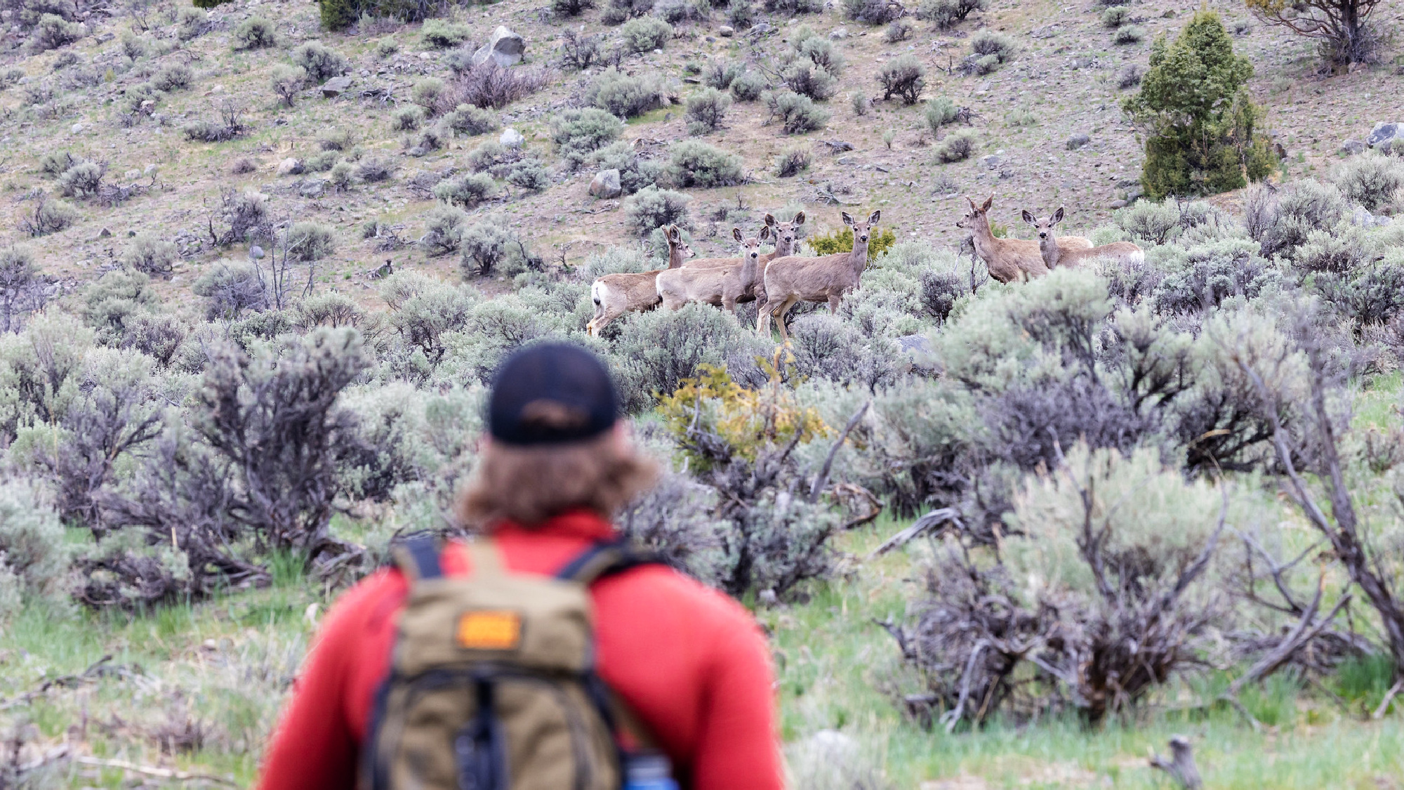 yellowstone national park visitor sees mule deer