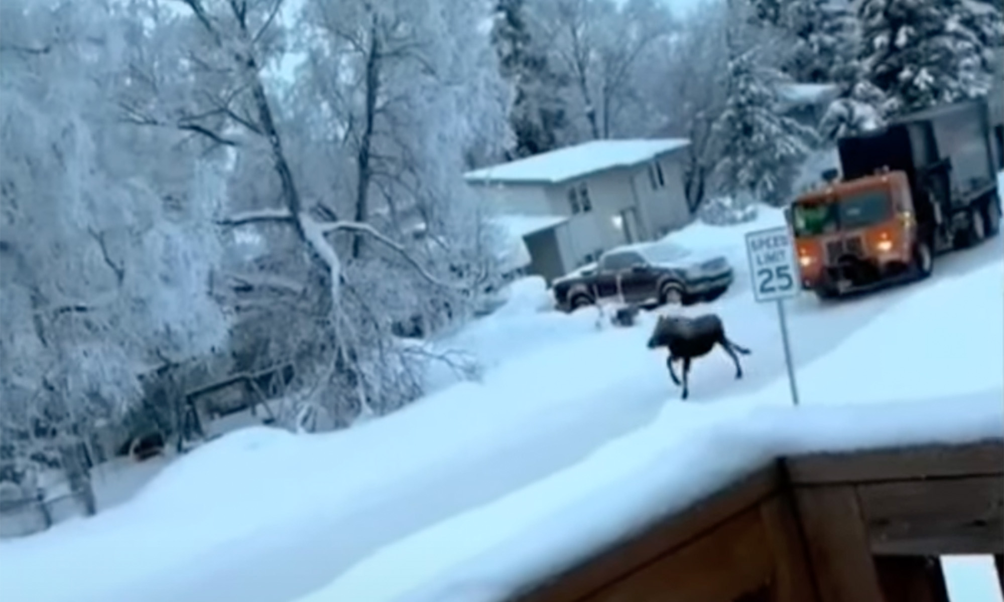 video garbage truck moose alaska