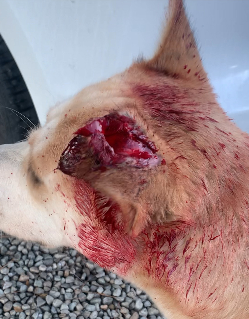 A dog with a de-gloved ear.