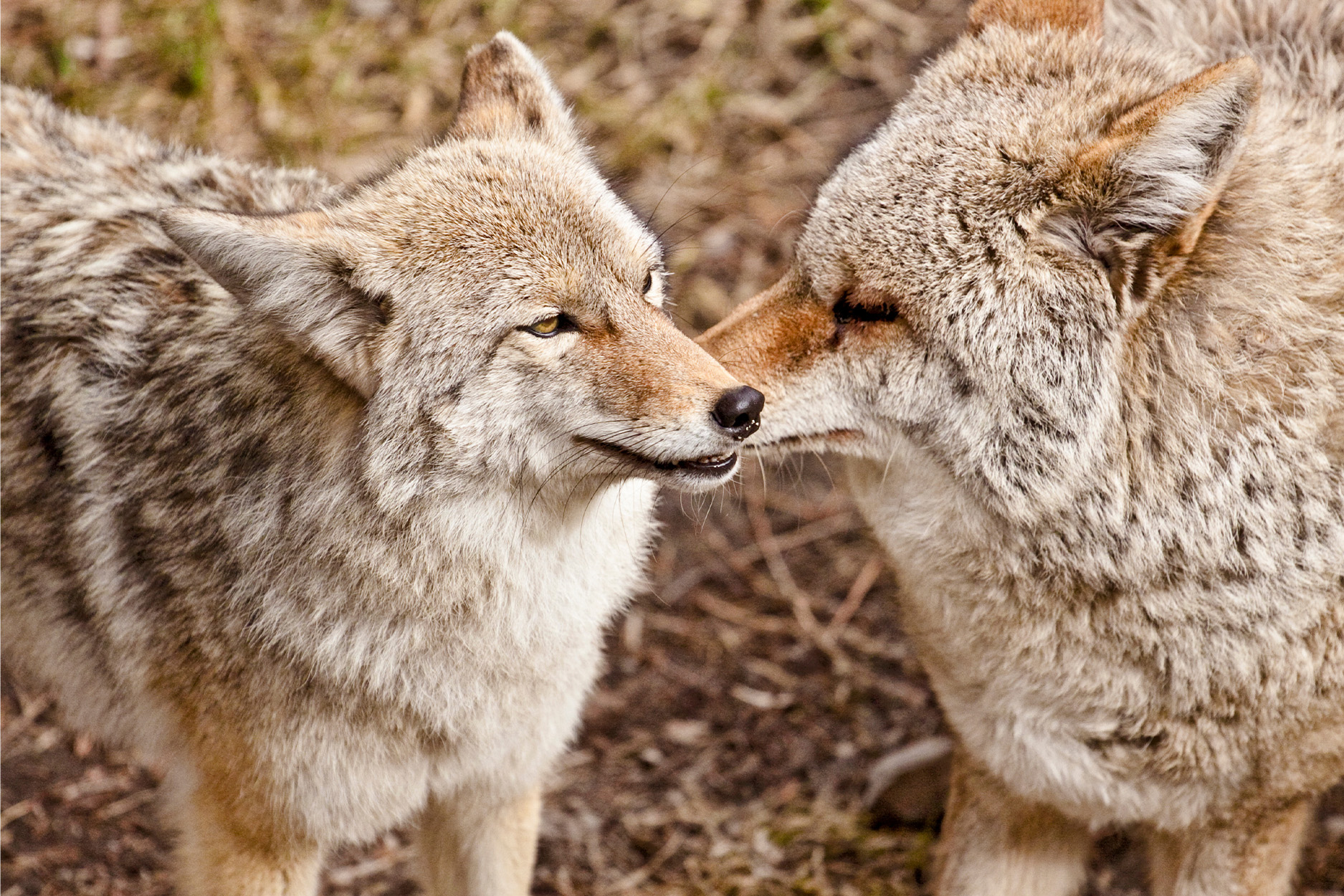 A mating pair of coyotes.