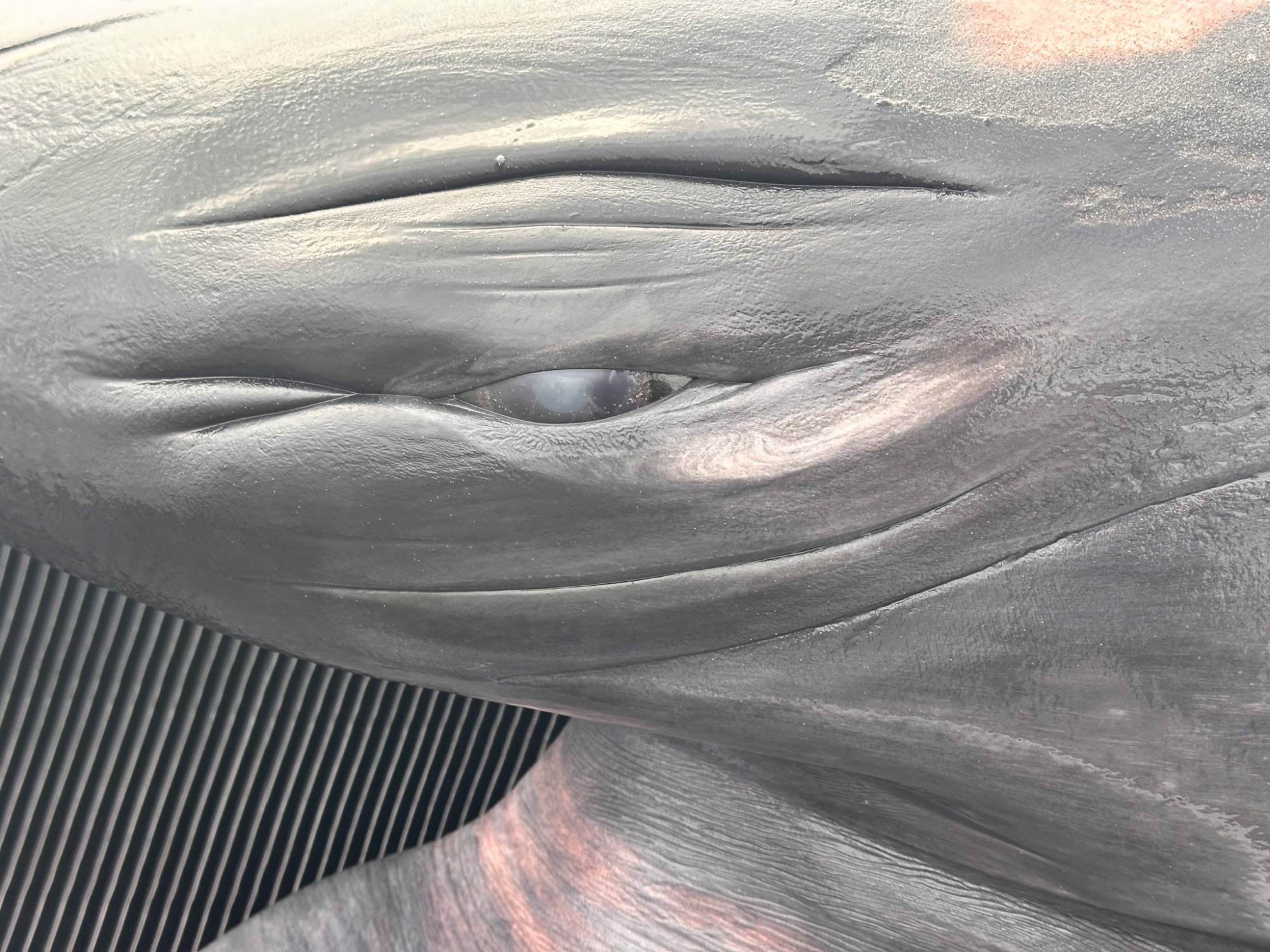 The fin whale's eye was still in tact.