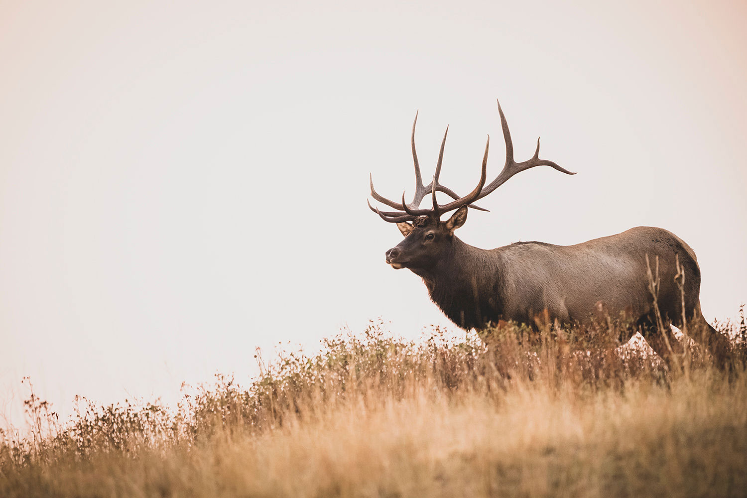 elk